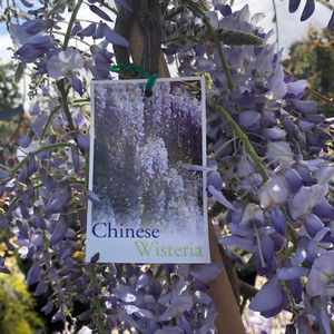 Wisteria - Chinese Wisteria - Chinese