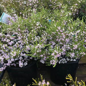 Diosma Coleonema - Pink Compact Diosma Coleonema - Pink Compact