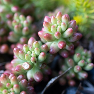 Sedum Jellybean Sedum Jellybean