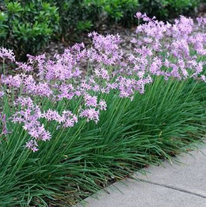 Tulbaghia - Varieties