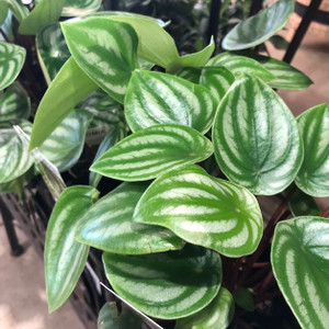 Peperomia - Melon Peru PBR Peperomia - Melon Peru PBR