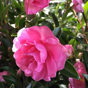 Camellia Sasanqua - Varieties