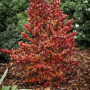 Coprosma - Ignite