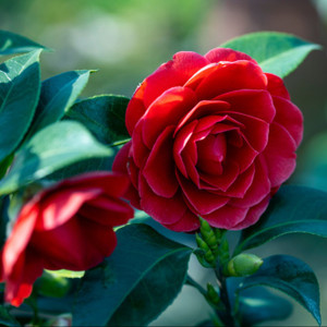 Camellia Japonica - Varieties Camellia Japonica - Varieties