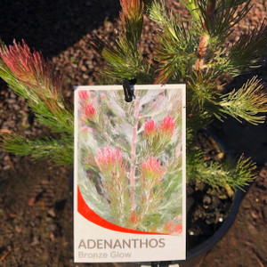 Adenanthos - Woolly Bush "Bronze Glow"
