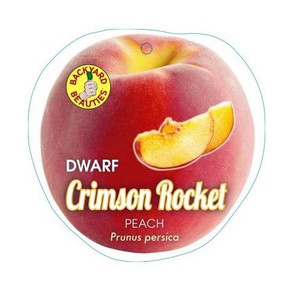 Peach - Dwarf Crimson Rocket