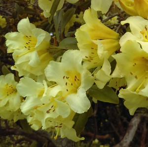 Rhododendron - Varieties