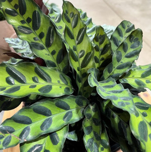 Calathea - Insignis Lancifolia Rattlesnake