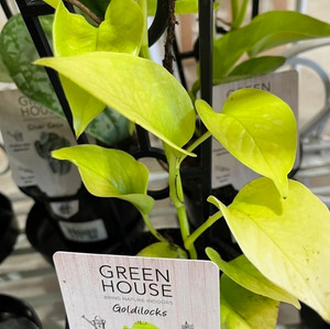 Epipremnum Aureum - Goldilocks