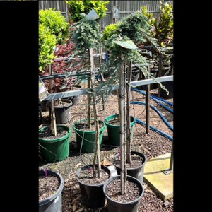 Juniperus - Horizontalis "Icee Blue" - Standard Juniperus - Horizontalis "Icee Blue" - Standard
