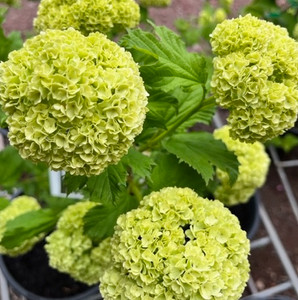 Viburnum - Snowball Tree Viburnum - Snowball Tree