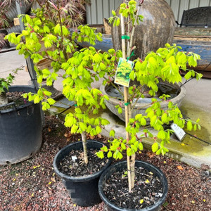 Acer Japonicum Aureum  -  Full Moon Maple