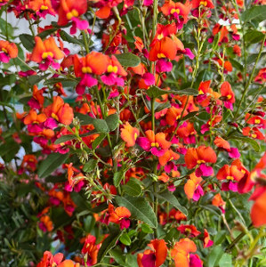 Chorizema Cordatum - Heart Leaf Flame Pea