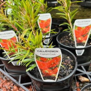 Callistemon - Captain Cook Callistemon - Captain Cook