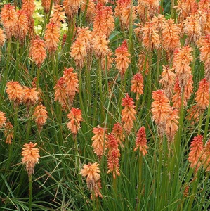 Kniphofia - Red Hot Poker - Varieties