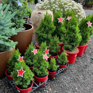 Picea Glauca - Christmas Star