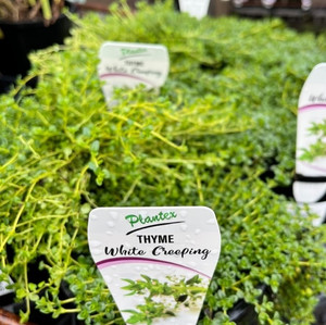Thyme - White Creeping Thyme - White Creeping