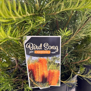 Banksia Dwarf Ericifolia - Bird Song Banksia Dwarf Ericifolia - Bird Song