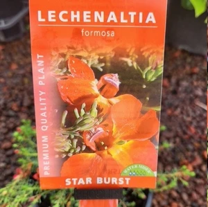 Lechenaultia - Varieties