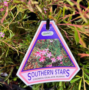 Crowea - Southern Star