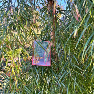 Acacia Cognata - Copper Tips