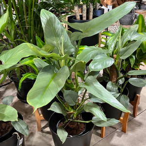 Philodendron - Silver Sword- Hanging basket