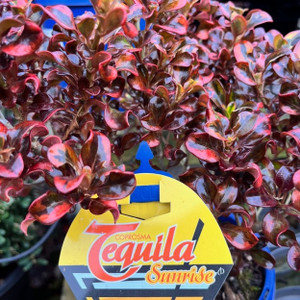 Coprosma - Tequila Sunrise Coprosma - Tequila Sunrise