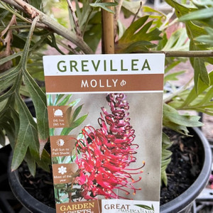 Grevillea - Molly Grevillea - Molly