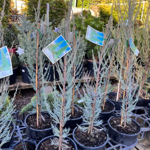 Juniperus - Skyrocket Juniperus - Skyrocket