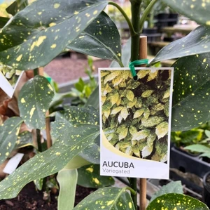 Aucuba Japonica - Gold Dust Variegata