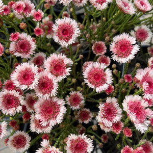 Actinodium - Albany Daisy
