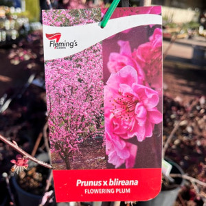 Prunus Blireana - Flowering Plum