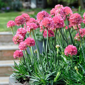 Armeria - Dreameria Dreamland