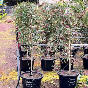 Grevillea Standard - Aussie Crawl Grevillea Standard - Aussie Crawl