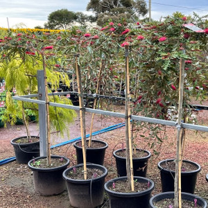 Grevillea Standard - Fanfare