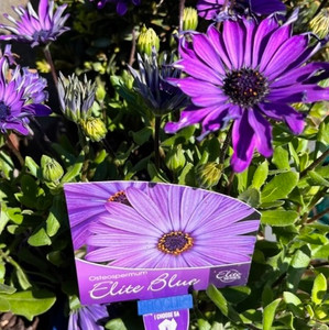 Osteospermum - Elite Blue African Daisy