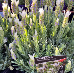 Lavender - Javelin Forte White Lavender - Javelin Forte White