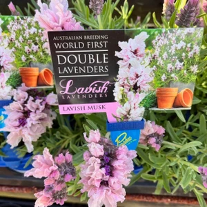 Lavender - Lavish Musk