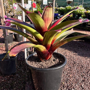 Bromeliad Alcanterea Bromeliad Alcanterea
