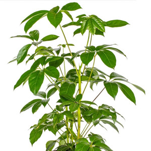 Schefflera Amate - Umbrella Tree