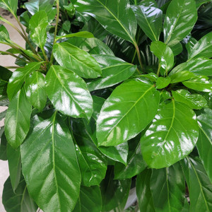 Schefflera Amate - Umbrella Tree
