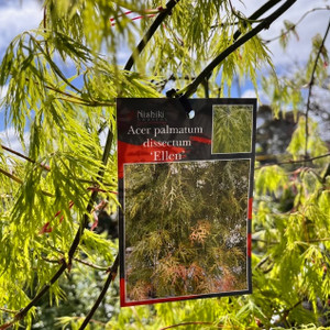 Acer Palmatum Dissectum Upright - Ellen