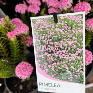 Pimelea Ferruginea - Rice Flower