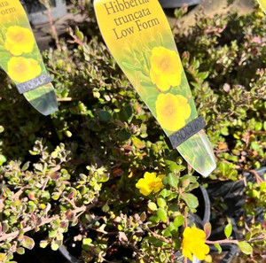 Hibbertia - Low Form Hibbertia - Low Form