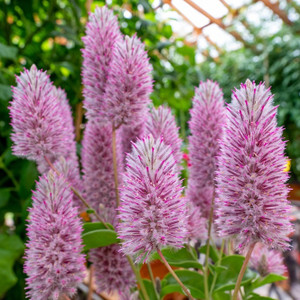 Ptilotus - Mulla Mulla
