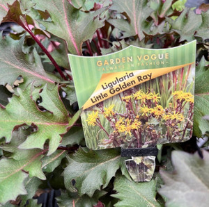 Ligularia Denata - Varieties