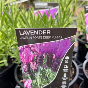 Lavender - Javelin Forte Deep Purple Lavender - Javelin Forte Deep Purple