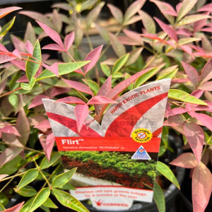 Nandina - Flirt Nandina - Flirt