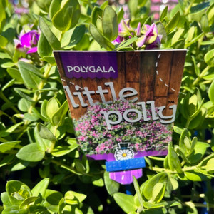 Polygala - Little Polly Polygala - Little Polly