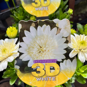 Osteospermum - White 3D